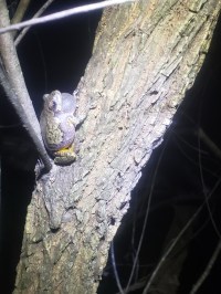 Gray Treefrog