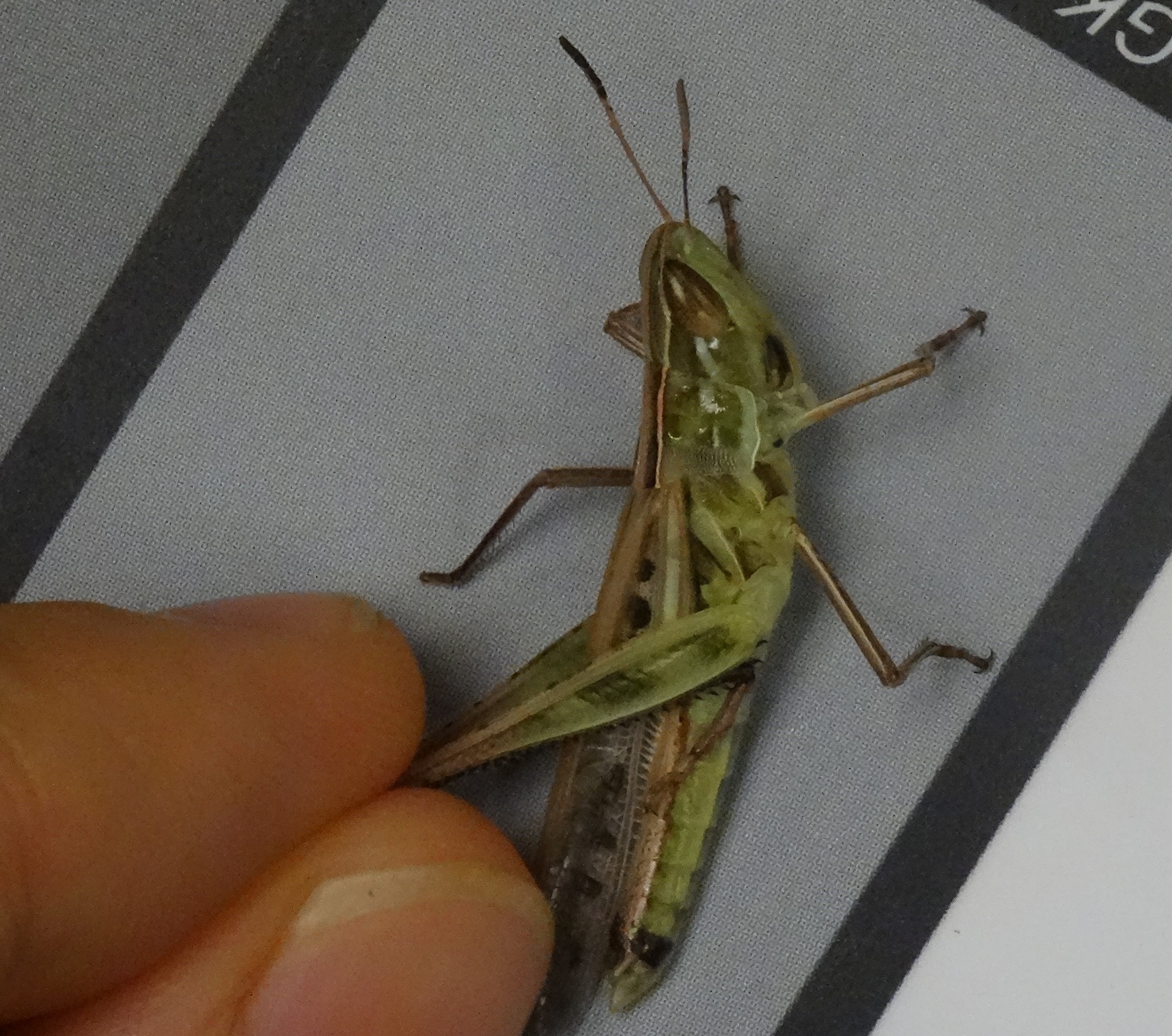 Grasshopper